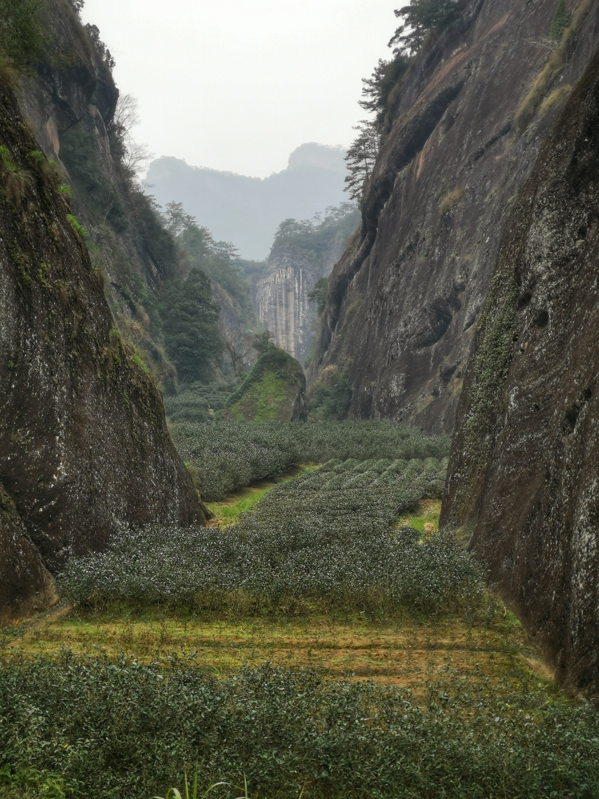 China e o chá: a cultura de 5.000 anos e o chá como negócio