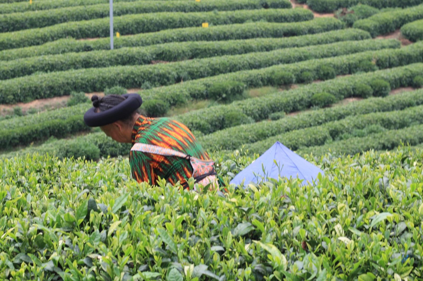 O berço do chá — e o maior produtor do mundo