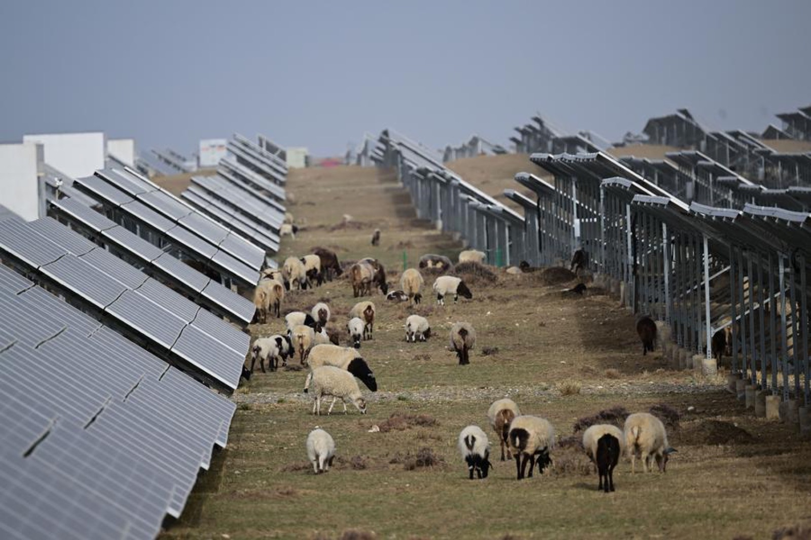 Usina em formato de panda e 'ovelhas solares'