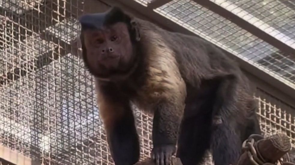 O macaco de rosto quadrado que virou estrela num zoológico na China