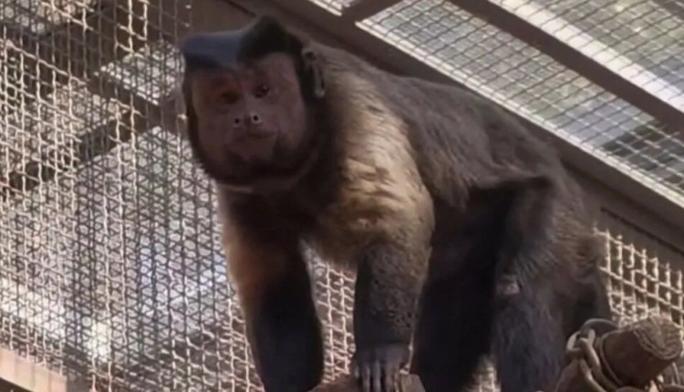 O macaco de rosto quadrado de Shijiazhuang