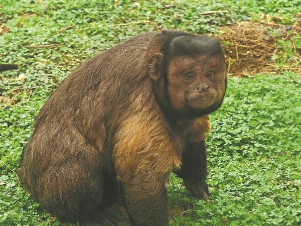Dazhuang, o macaco cara de 国 que abriu o caminho