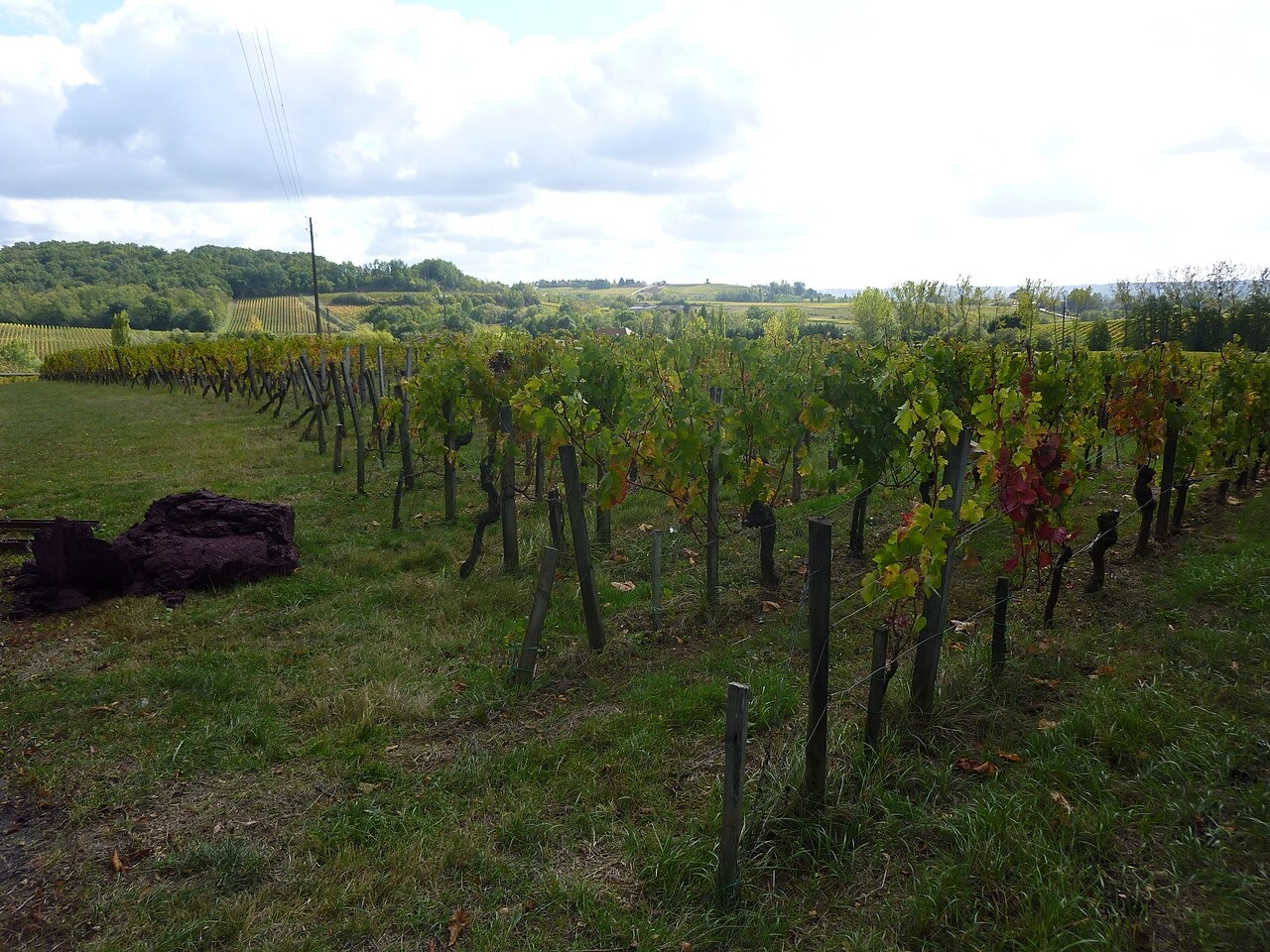 Por que os chineses compram tanto vinho francês: é mais sobre poder do que sobre sabor