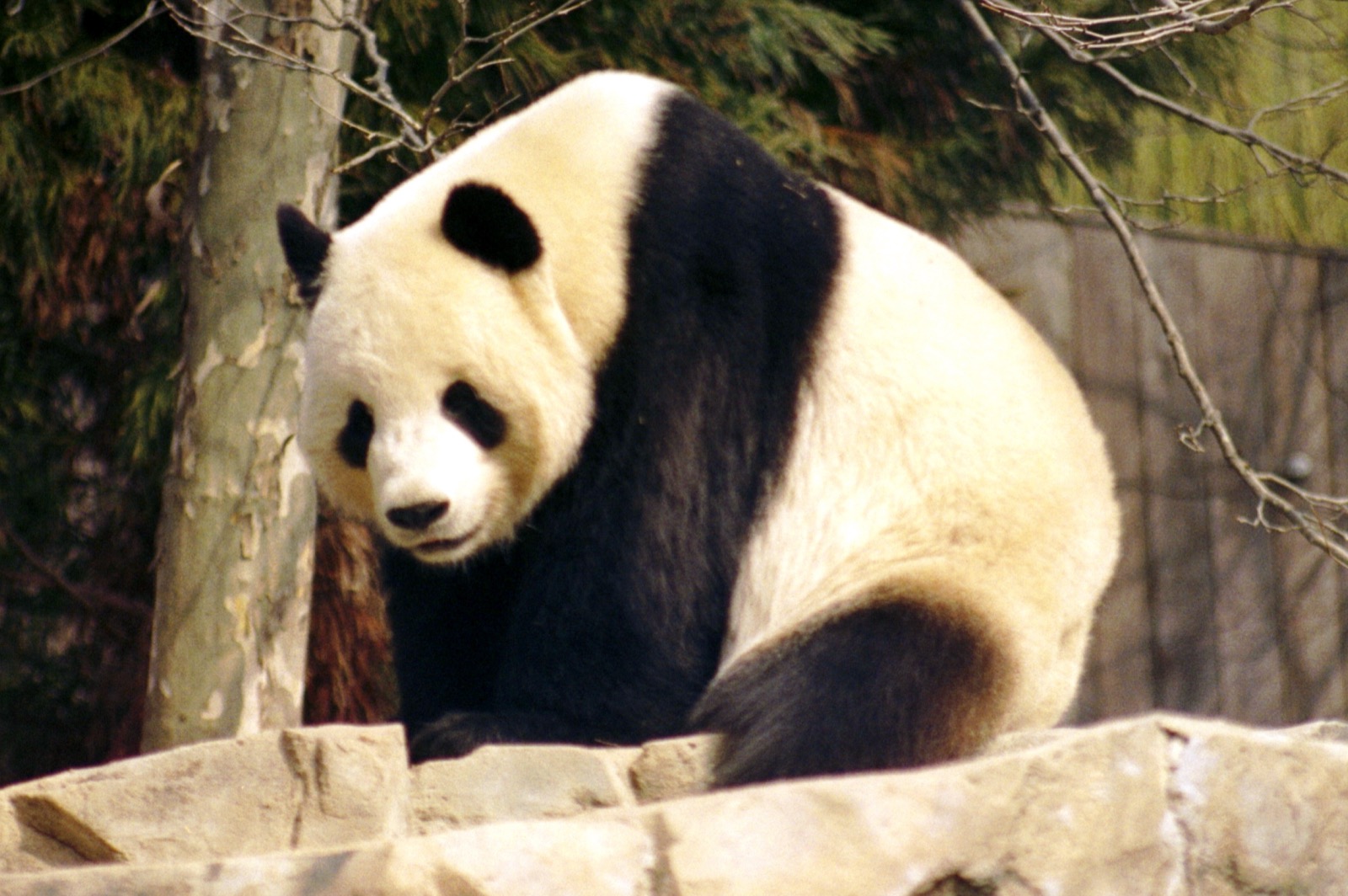 Todo panda do mundo é da China