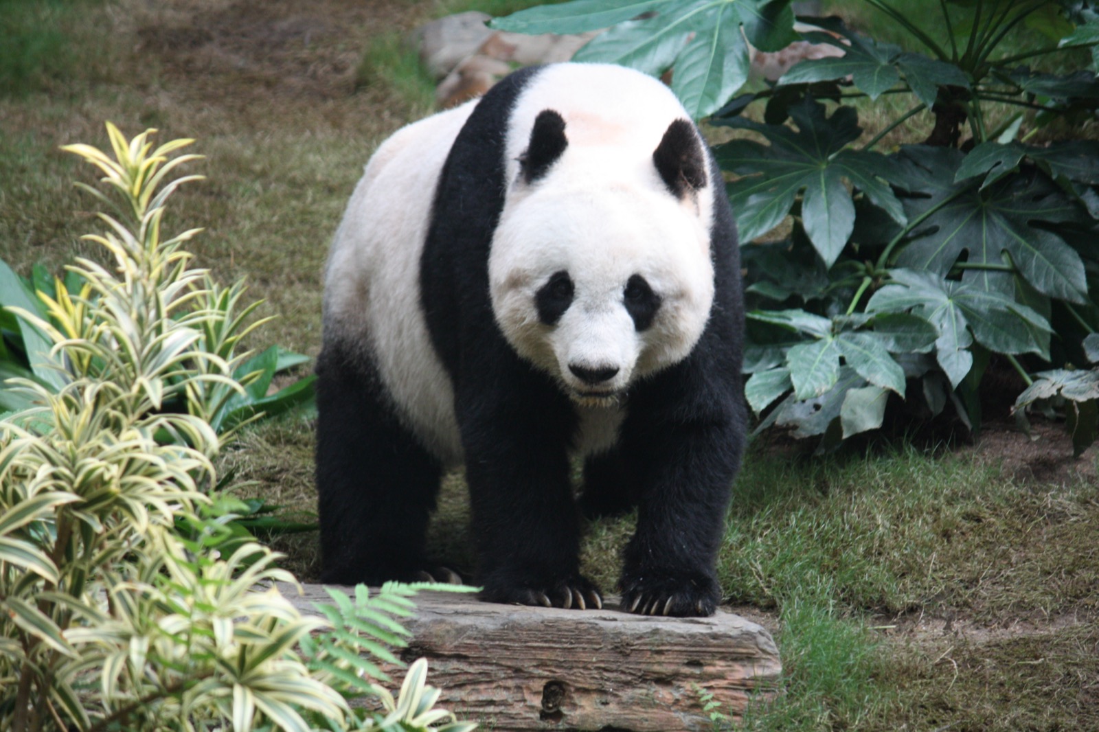 Diplomacia do panda: a arma de poder brando da China