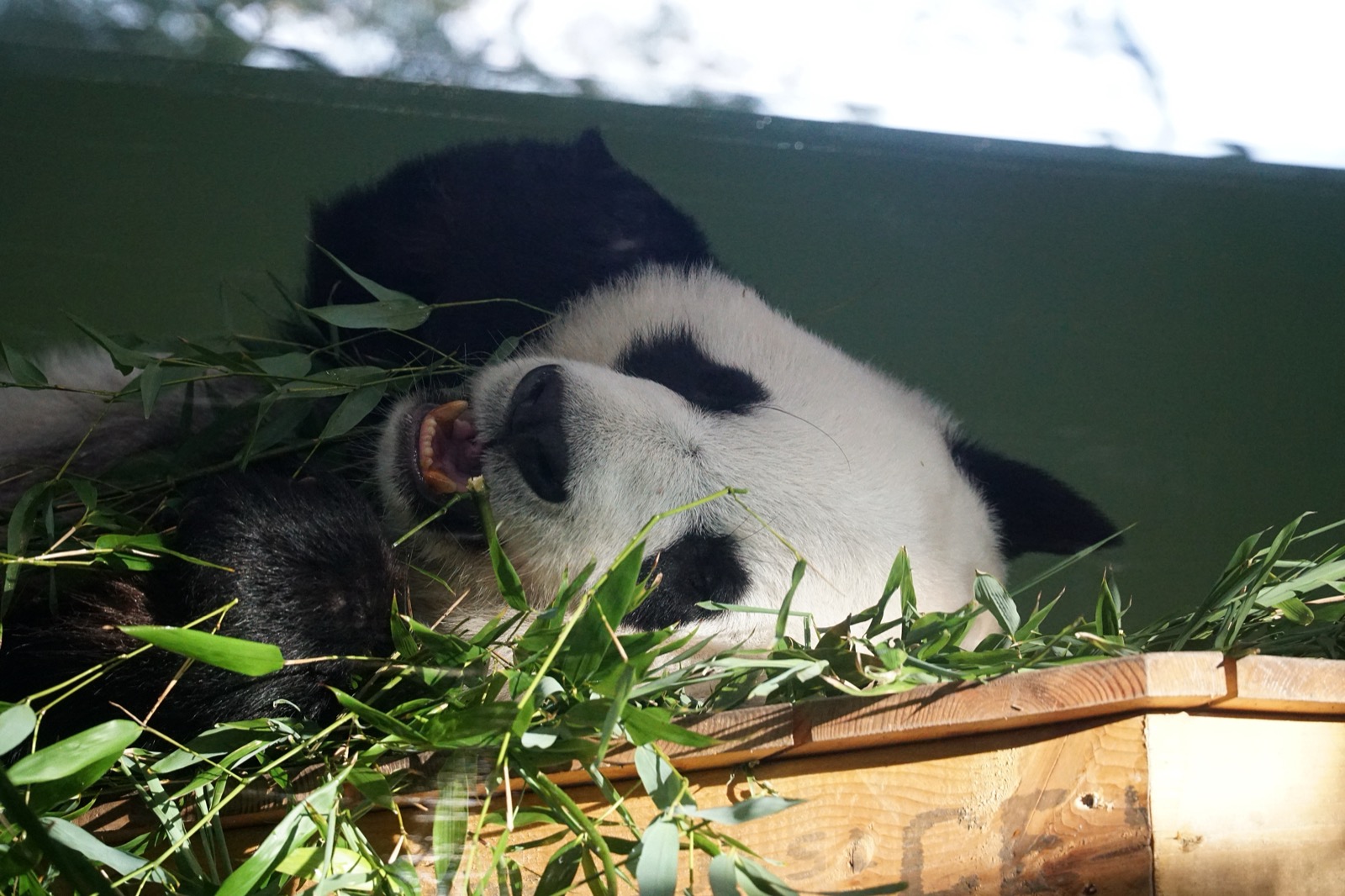 E os pandas seguem a geopolítica