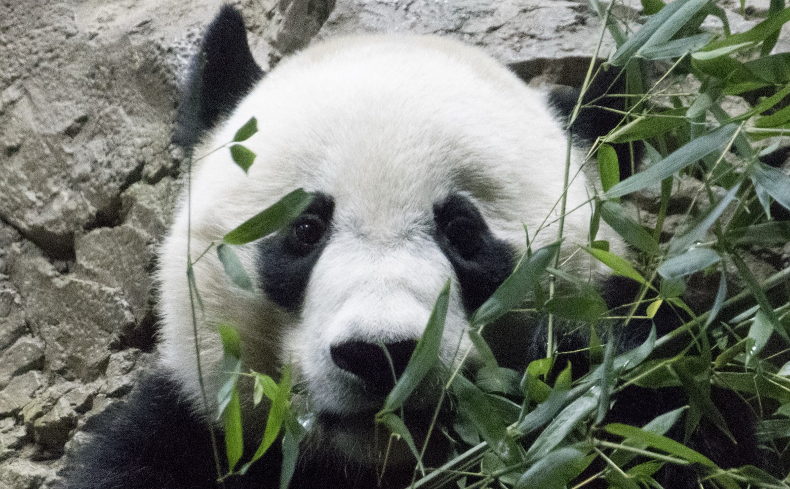 De Nixon ao 'Panda-monium'