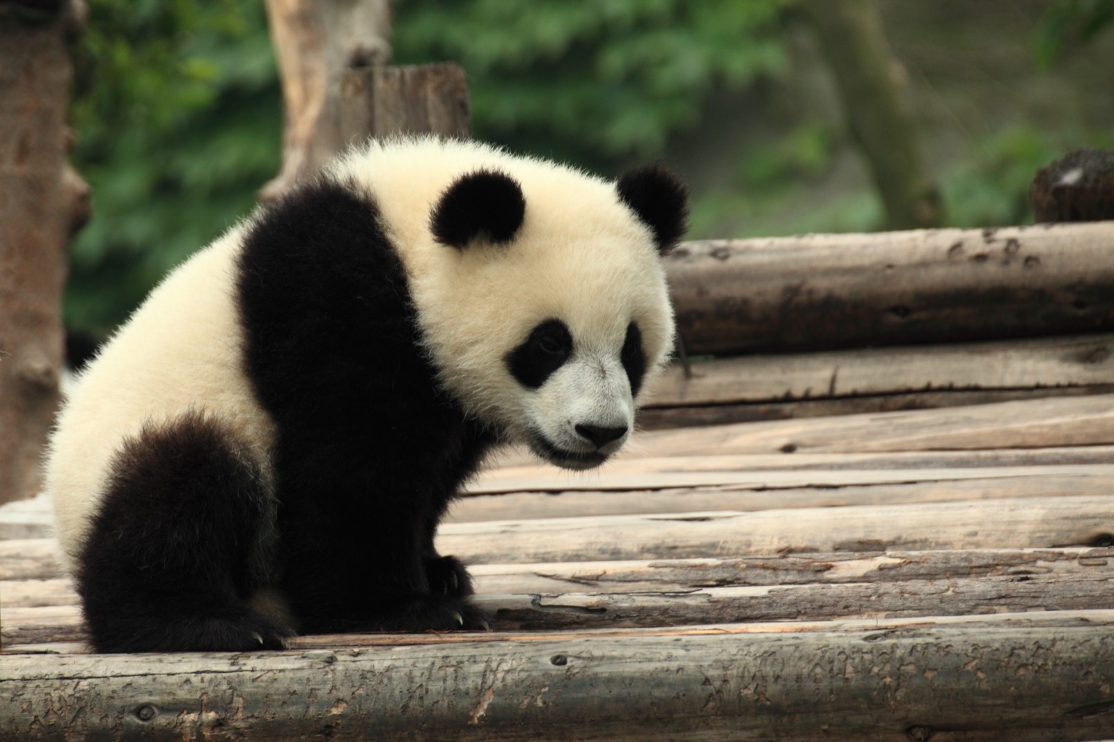 Funcionou: o panda saiu da lista de ameaçados