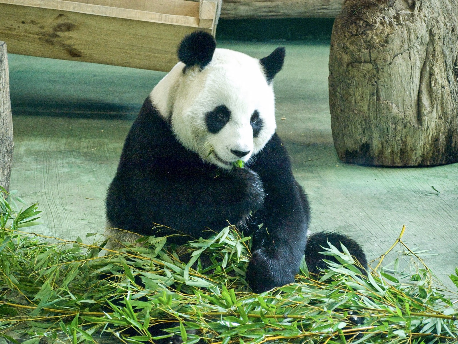 A diplomacia do panda: por que TODO panda do mundo pertence à China