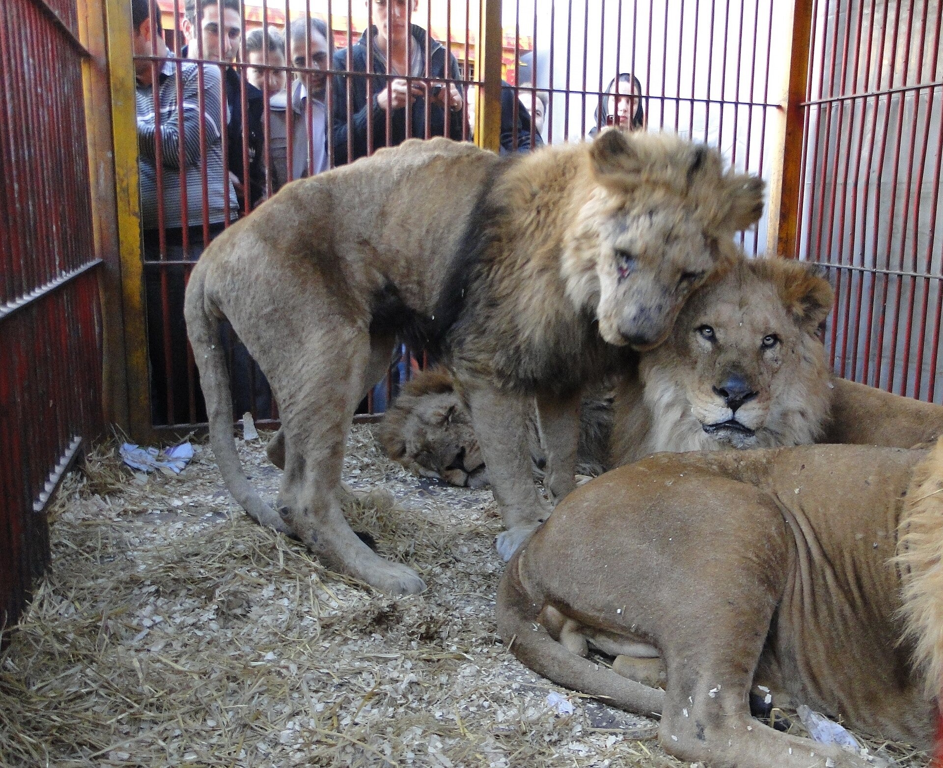 O que aconteceu no Zoológico de Guigang