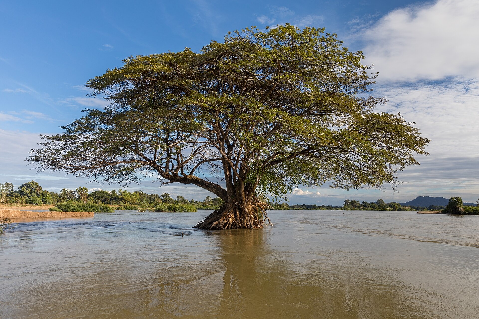 O desastre maior: Maysak, cobras e porcos